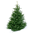 Norway Spruce Traditional